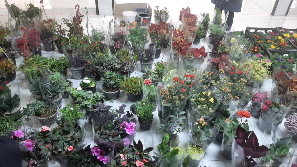 نمایشگاه گل و گیاه در مدرسه